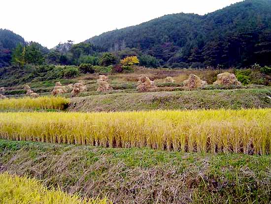 이런 아름다운 풍경을 아직 만날 수 있게 해준 마을 여러분께 감사드립니다. 이런 곳 한마지기를 평야지대 열마지기와 바꾸지 마십시오. 